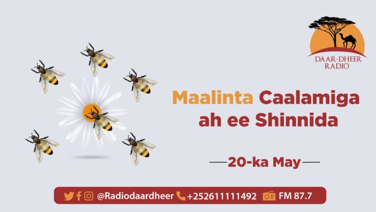 Maalinta Caalamiga ah Shinnida oo maanta dunida laga xusay