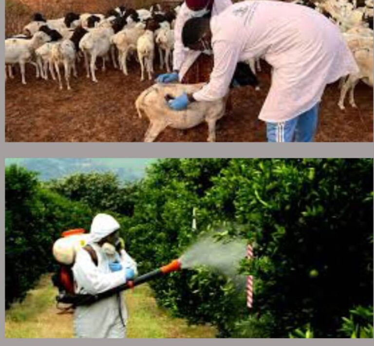 Isticmaalka dawooyinka qaldan oo looga digay xoolo dhaqatada iyo beeralayda Galmudug