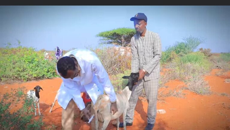 Xoolo ku sumoobay degmada Xarfo oo baaritaan lagu sameeyay.