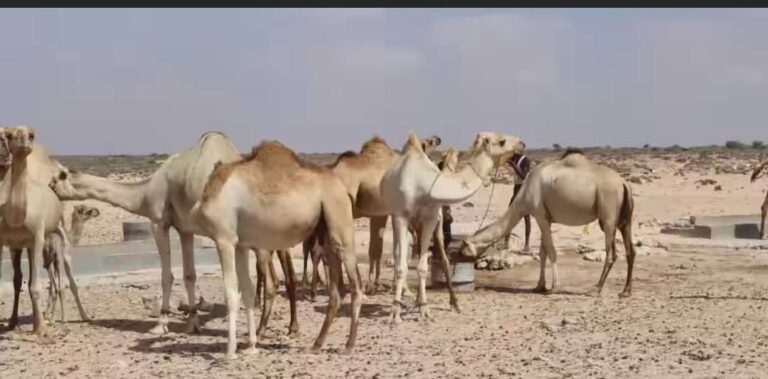 Biyo La’aan Ka Jirta Deegaanno Ka Mid Ah Gobolka Mudug