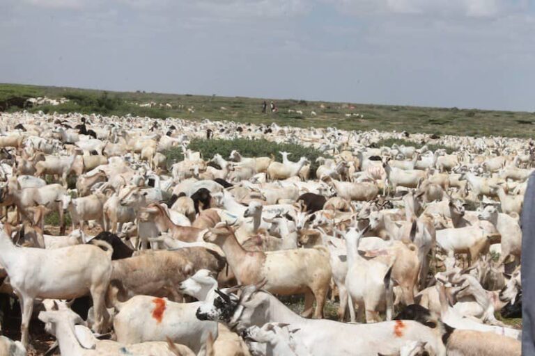 Qiimaha xoolaha oo sara u kac laga dareemaayo Suuqyadda Baladweyne.
