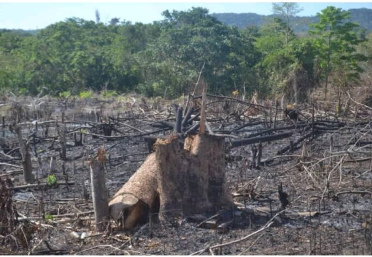 Bulshada degmada Dhoobleey oo lagu baaqay ilaalinta dhirta.